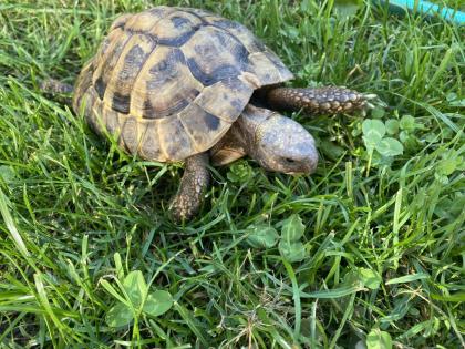 Verkaufe 2 griechische Landschildkröten, männlich