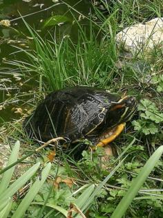 Wasserschildkröte zu verschenken in 55270 Essenheim