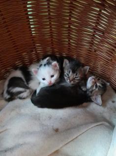 Norwegische Waldkatzen, Kitten