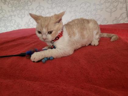 4 Selkirk rex Kätzchen