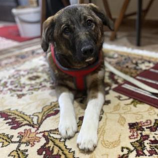 Sandra / Status sucht ein Zuhause
