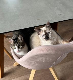 2 junge Tierschutz-Katzen suchen liebevolles Zuhause