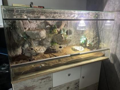 Königspython Jelly Belly mit Terrarium abzugeben
