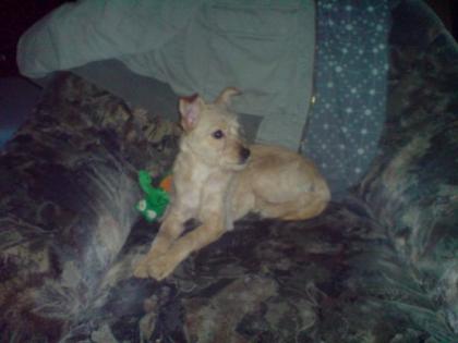 Jack Russel / Chihuahua