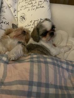 Reinrassige Shi-Tzu Welpen