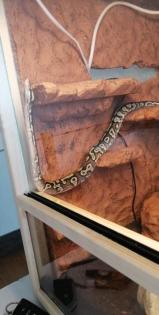 Noch aktuell 1. 1 Königspythons, mojave piebald und mojave YB het Piebald