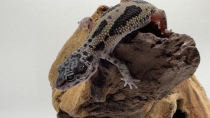 Leopardgecko 1. 13. 16