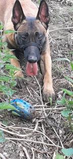 Malinois/Belgischer Schäferhund
