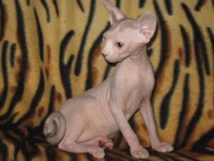 Canadian Sphynx Wunderschöne Katzenbabys