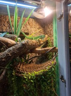 Grünen Leguan mit Terrarium