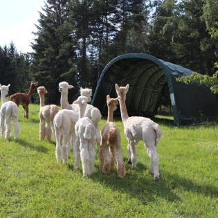 STEINBOCK WEIDEZELT - das Original - 10 Jahre Garantie - Made in Austria