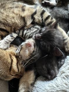 Bengalen aus liebevoller Zucht mit TICA-Stammbaum melanistic und brown spotted