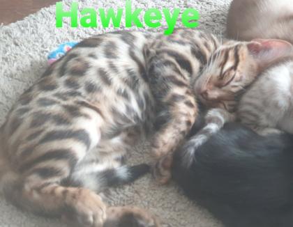Reinrassige exklusive Bengalkitten