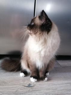 Heilige Birma Deckkater