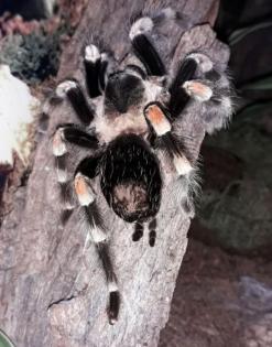 Brachypelma hamorii - Ex B. smithi - Rotknievogelspinne - Vogelspinne