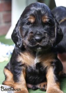English Cocker Spaniel Welpen ab 4. Juli