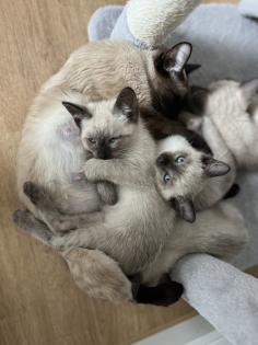 Wundervolle Siamkitten