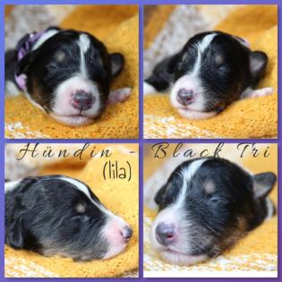Australian Shepherd x American Collie Welpen
