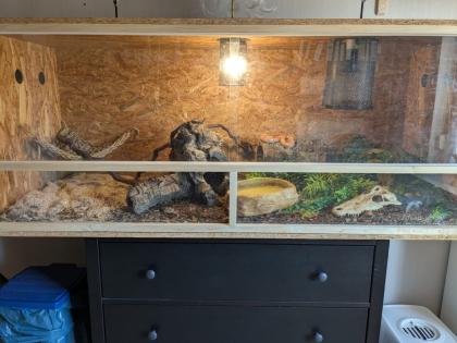 Kornnatter mit Terrarium inkl. Zubehör