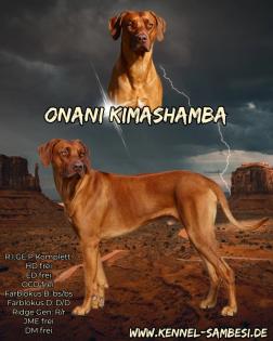 Rhodesian Ridgeback Deckrüde Livernose
