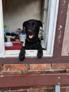 Labrador- Boxer Mischlings Welpen
