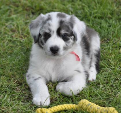 Australian Shepherd Welpen suchen ein liebevolles Zuhause
