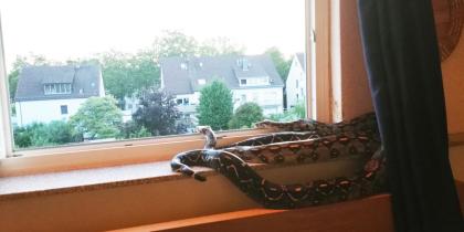 2 Boa Constrictoren - Imperator Mix