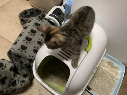 Babykatzen abzugeben