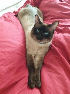 Siamkitten