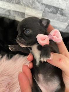 Wunderschöne Reinrassige Chihuahua Welpen Weibchen