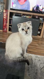Kitten Abgabebereit