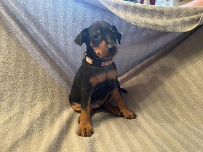 Reinrassige Zwergpinscher Welpen