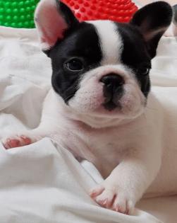 Wunderschöne Welpen der Französischen Bulldogge zu verkaufen.