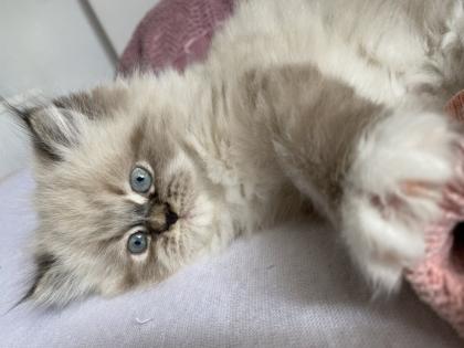Reinrassige Perser Kitten
