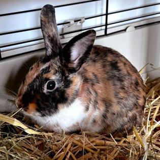 MUFFIN - Kaninchen - männlich, 7 Monate kastriert