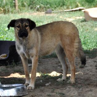Millie sucht ein Zuhause