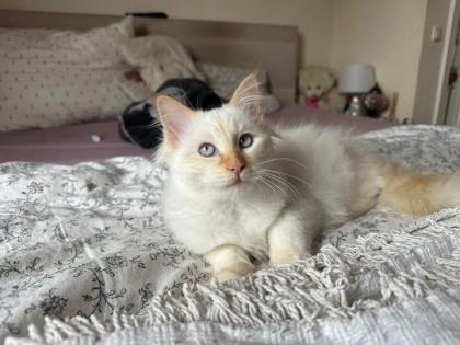 Verschmuste Heilige Birma Katzen suchen ein neues Zuhause