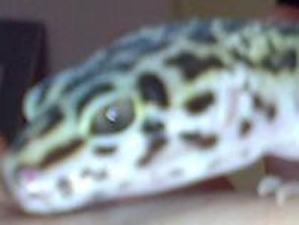 2 Leopardgeckos abzugeben gerne auch Tausch gegen Köpy o. ä.