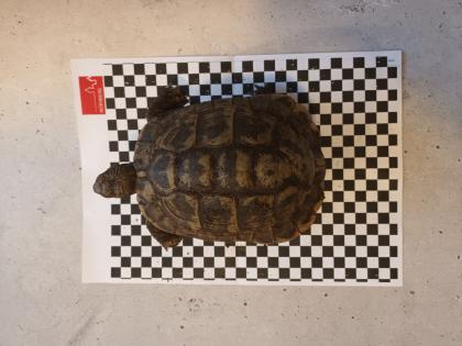 Griechische Landschildkröten abzugeben