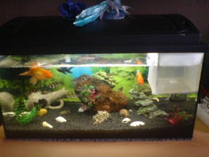 Verkaufe Aquarium mit ca 45 fischen