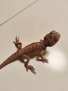 Bartagamen Babys Cawley Red P. Vitticeps