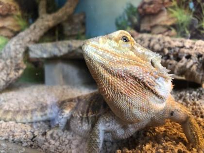2 x Bartagame von privat abzugeben