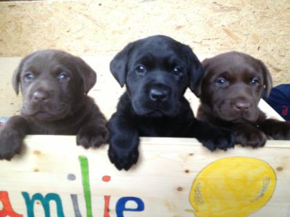 Labrador- Welpen 2 schokobraune, 1 schwarzer warten auf eine neue Familie