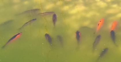 Goldfische aus Teich abzugeben