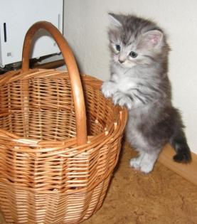 Wunderschöne typvolle Sibirische Katzen Babys mit Stammbaum