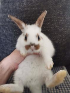 3 susse baby Kaninchen