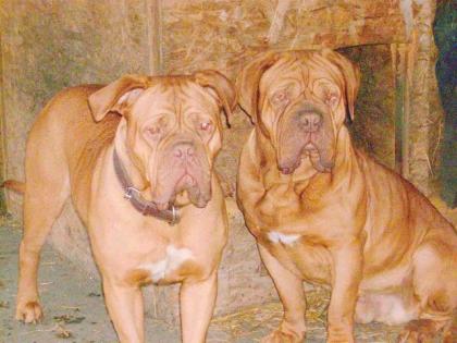 Bordeauxsdoggen