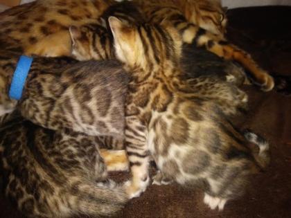 Bengalkitten Katze Kater mit Stammbaum