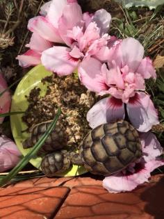 4- und 3-jährige Landschildkröten, Testudo Marginata, Breitrandschildkröten aus artgerechter,