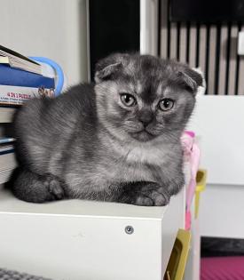 Britisch kurzhaar Falt Ohr Katerchen